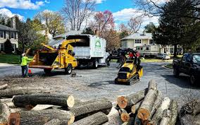 Best Leaf Removal  in Thompson Falls, MT