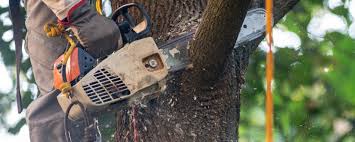 Best Arborist Consultation Services  in Thompson Falls, MT