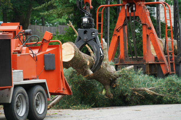 Best Storm Damage Tree Cleanup  in Thompson Falls, MT